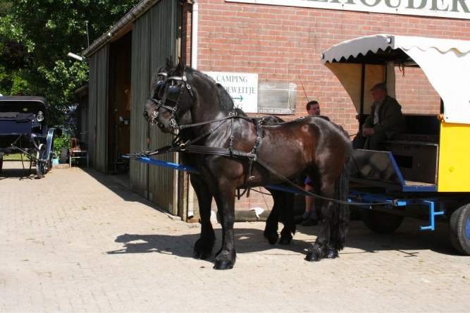 Koets en paarden op het erf van de boerderij