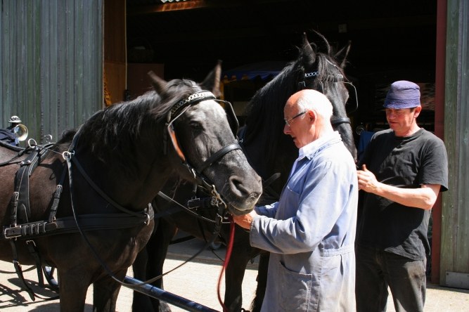 Een paard wordt gepoetst op het erf van stalhouderij Samberg