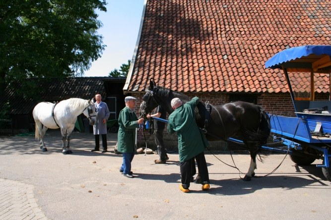 Paarden op het erf